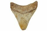 Fossil Megalodon Tooth From Angola - Unusual Location #258615-1